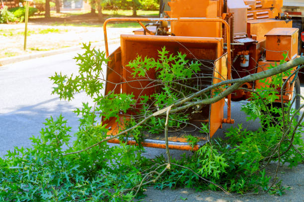 Best Storm Damage Tree Cleanup  in Fairbank, IA
