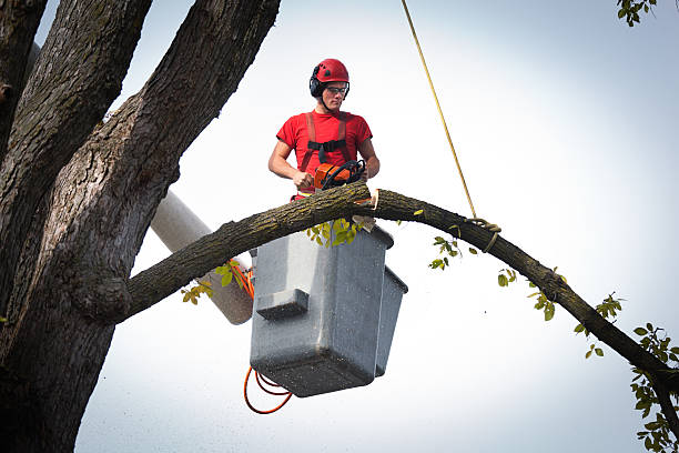 Best Utility Line Clearance  in Fairbank, IA